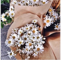 Wildflowers- camomile